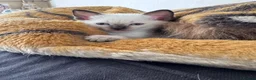 Siamese cats for sale: Siamese kittens - Advert 5