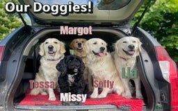 Golden Retriever dogs for sale: KC-Reg Golden Puppies @ Sunaraelia - Due 23/10/25 - Image 19