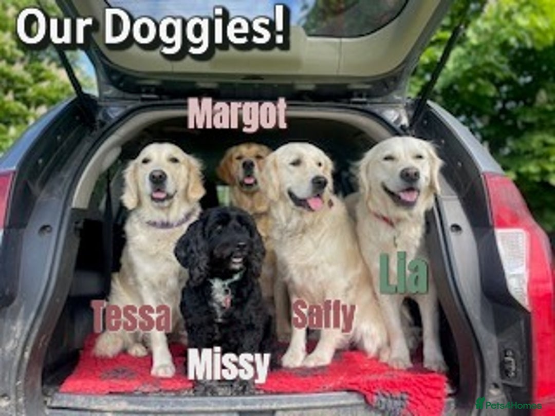 Golden Retriever dogs for sale: KC-Reg Golden Puppies @ Sunaraelia - Due 23/10/25 - Image 19