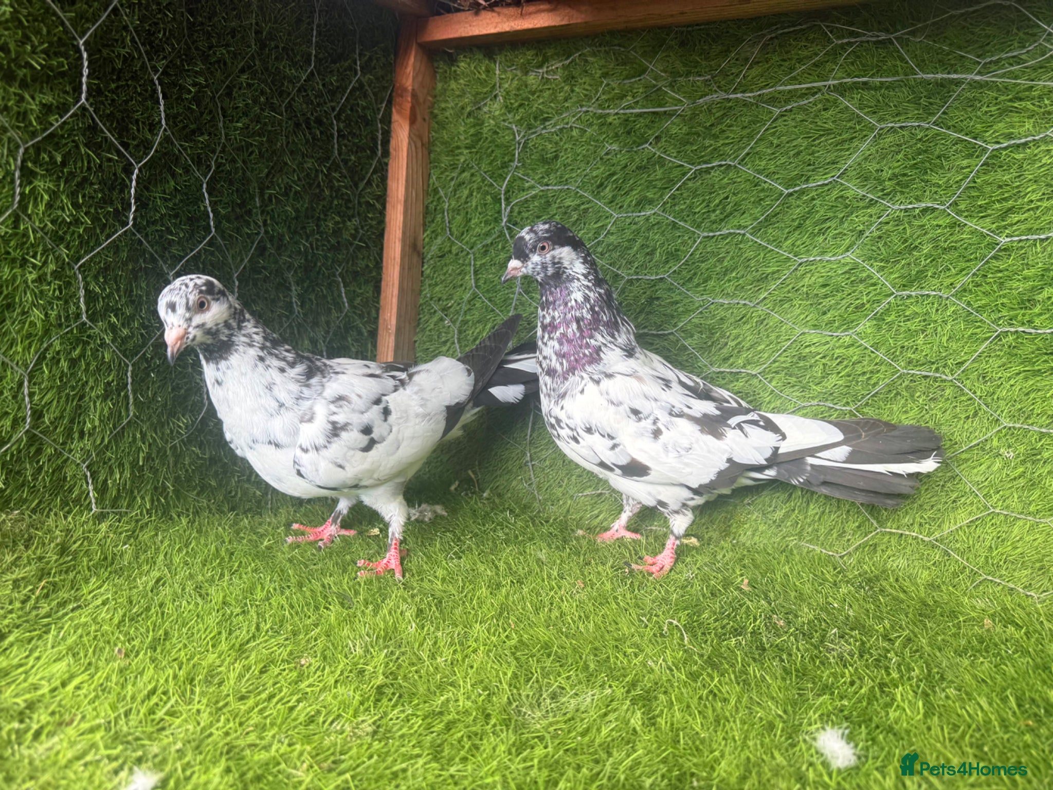 Pigeons birds Vaccinated Pakistani Pigeons – 20 Pairs - Advert 2