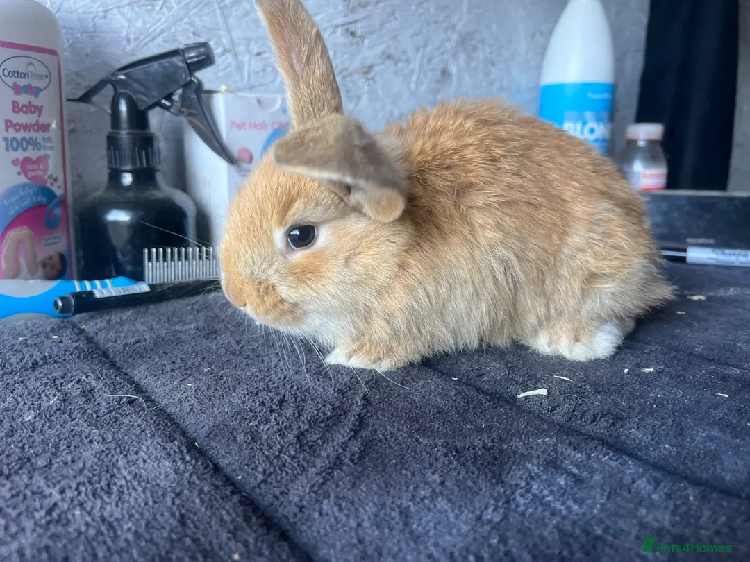 Mixed Breed rabbits for sale: Continental x French lops  - Advert 1