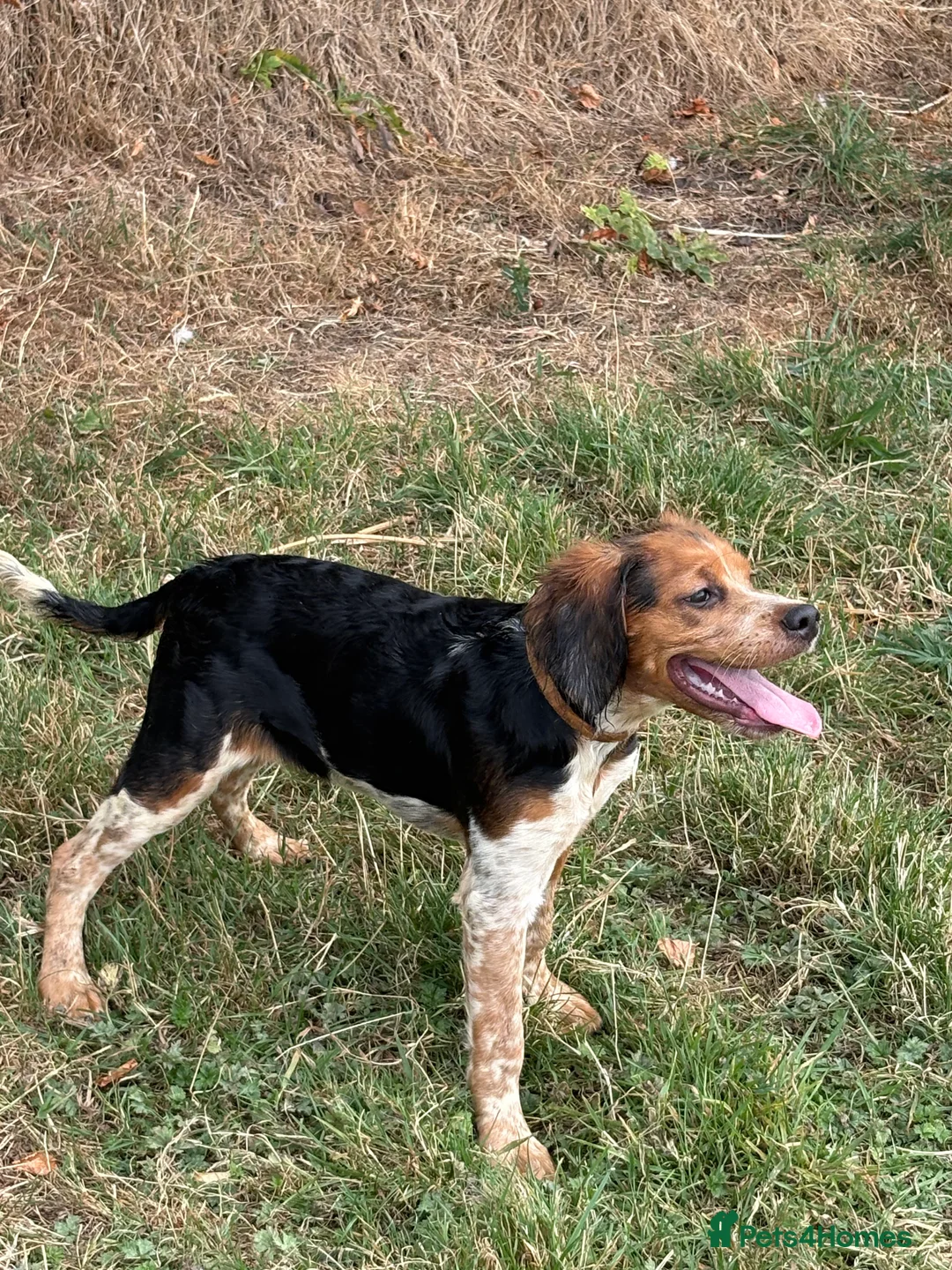 Brittany Spaniel dogs for sale: Brittanys  - Advert 2