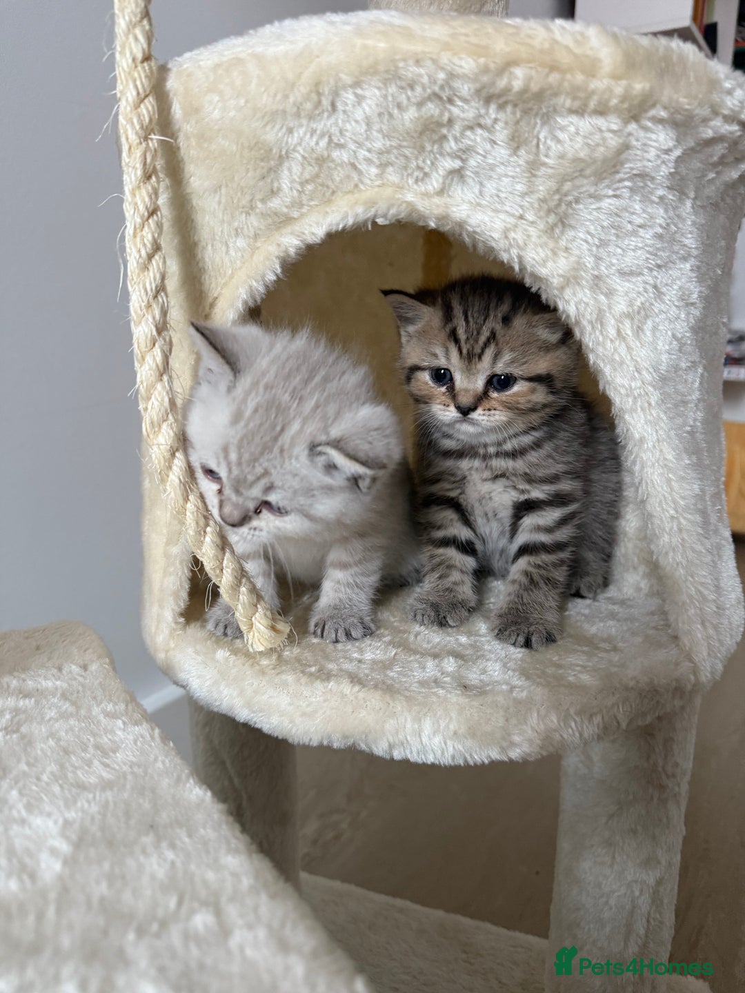 Scottish Fold cats for sale: Scottish Fold Kittens  - Advert 9