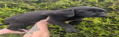 Black female 