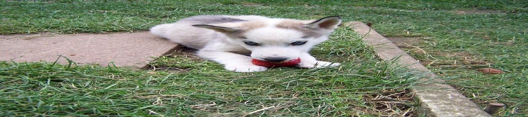 Siberian Husky Puppy 1