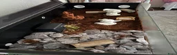 Corn Snake reptiles for sale: Corn snake and full set up including 3ft vivarium  - Advert 3