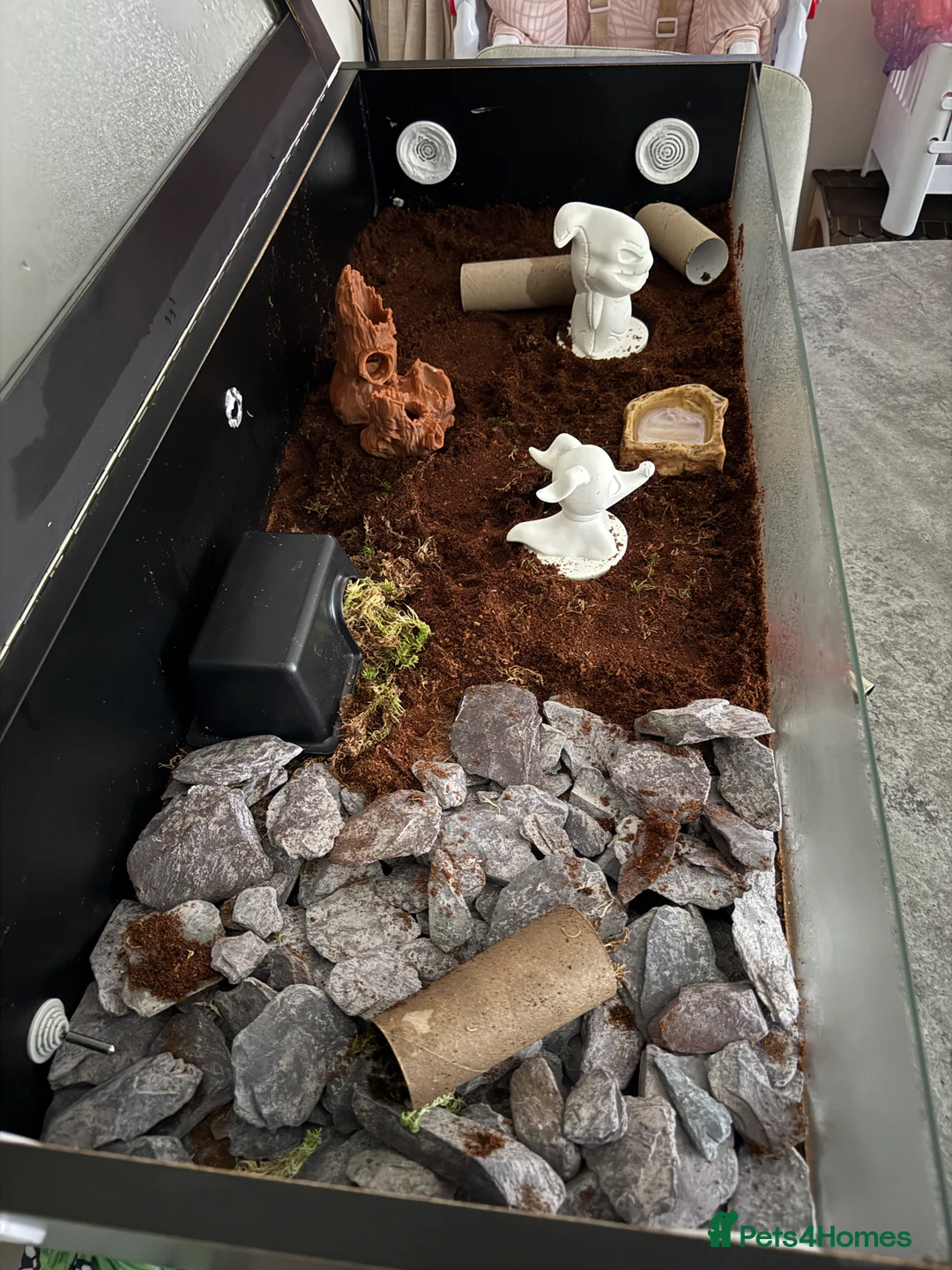 Corn Snake reptiles for sale: Corn snake and full set up including 3ft vivarium  - Advert 3