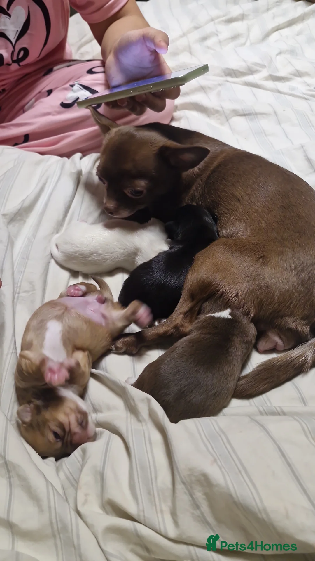 Chihuahua dogs for sale: Three beautiful chihuahuas - Advert 14