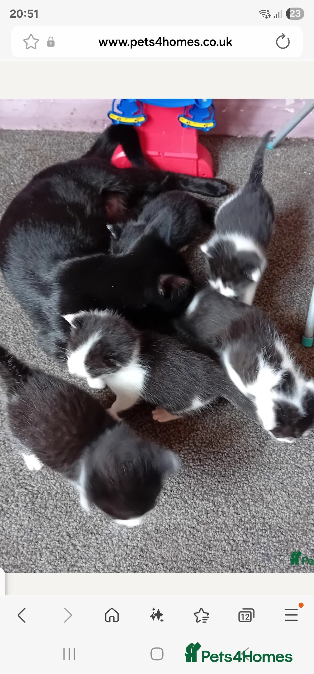 Mixed Breed cats for sale: Mixed breed  - Image 2