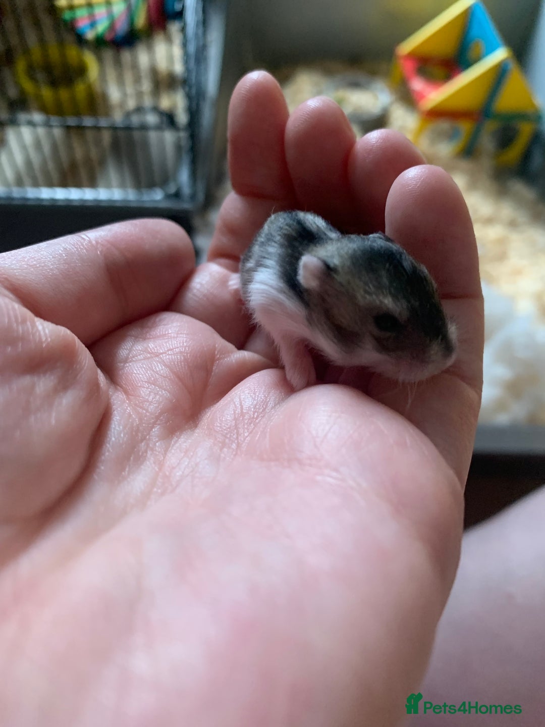 Hamster rodents for sale: Dwarf hamsters for sale 🙂 - Image 2