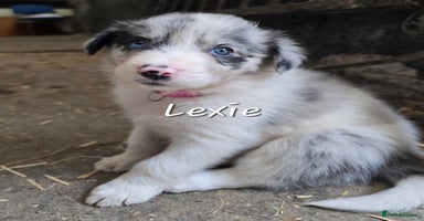 Border Collie dogs - Advert 13