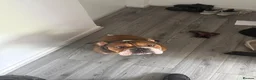 Mixed Breed dogs for sale: Rubble in Sunbury-on-Thames - Advert 1