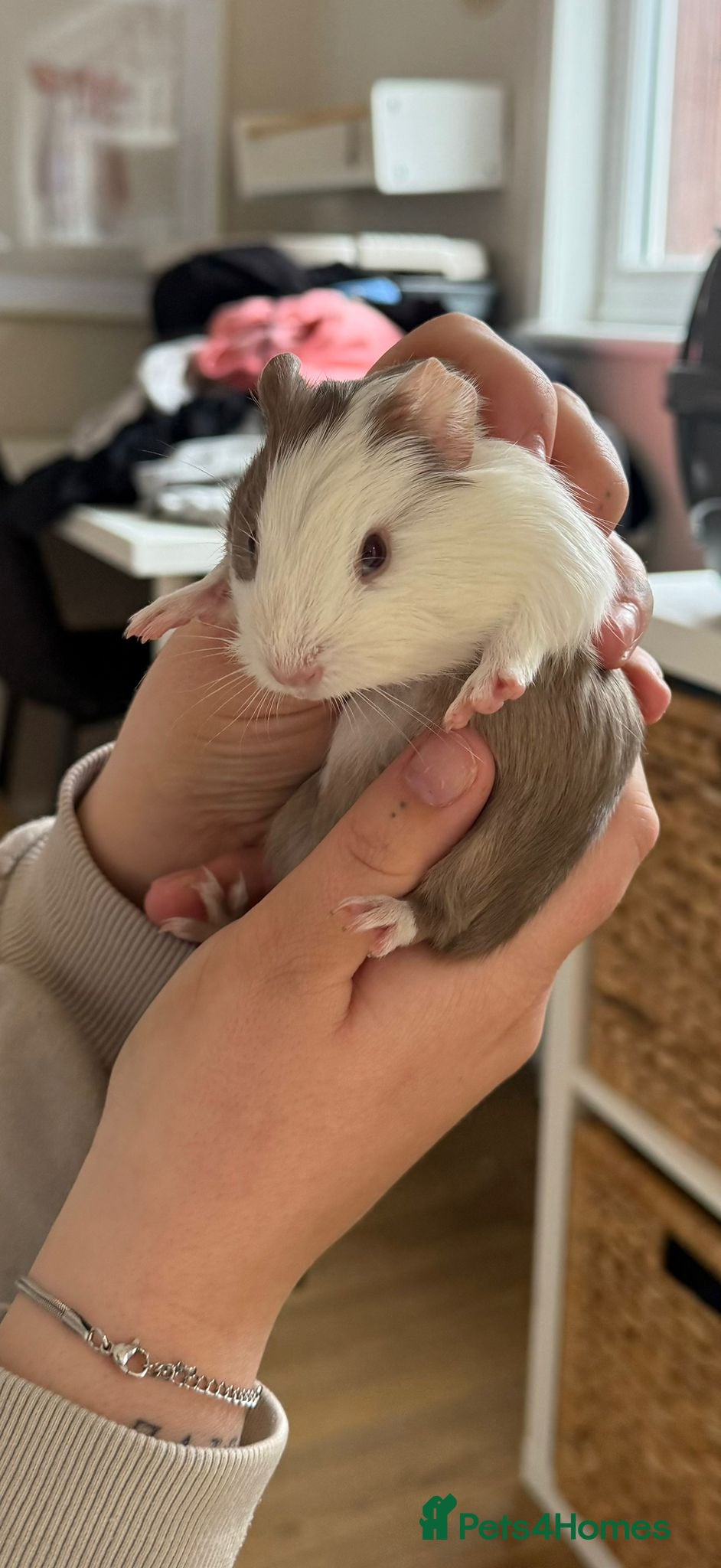Guinea Pig rodents Hen & Popcorn Full Indoor Setup Loving Home Needed - Advert 1