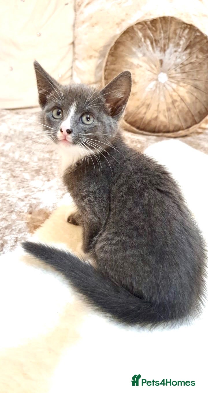 Mixed Breed cats 1 LEFT Ragdoll X Kittens - Advert 17