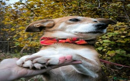 Mixed Breed dogs for adoption: 💖🐶 EVA 🐶💖 - Image 2