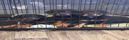 Rottweiler dogs for sale: Male rottweiller puppy’s  - Advert 4
