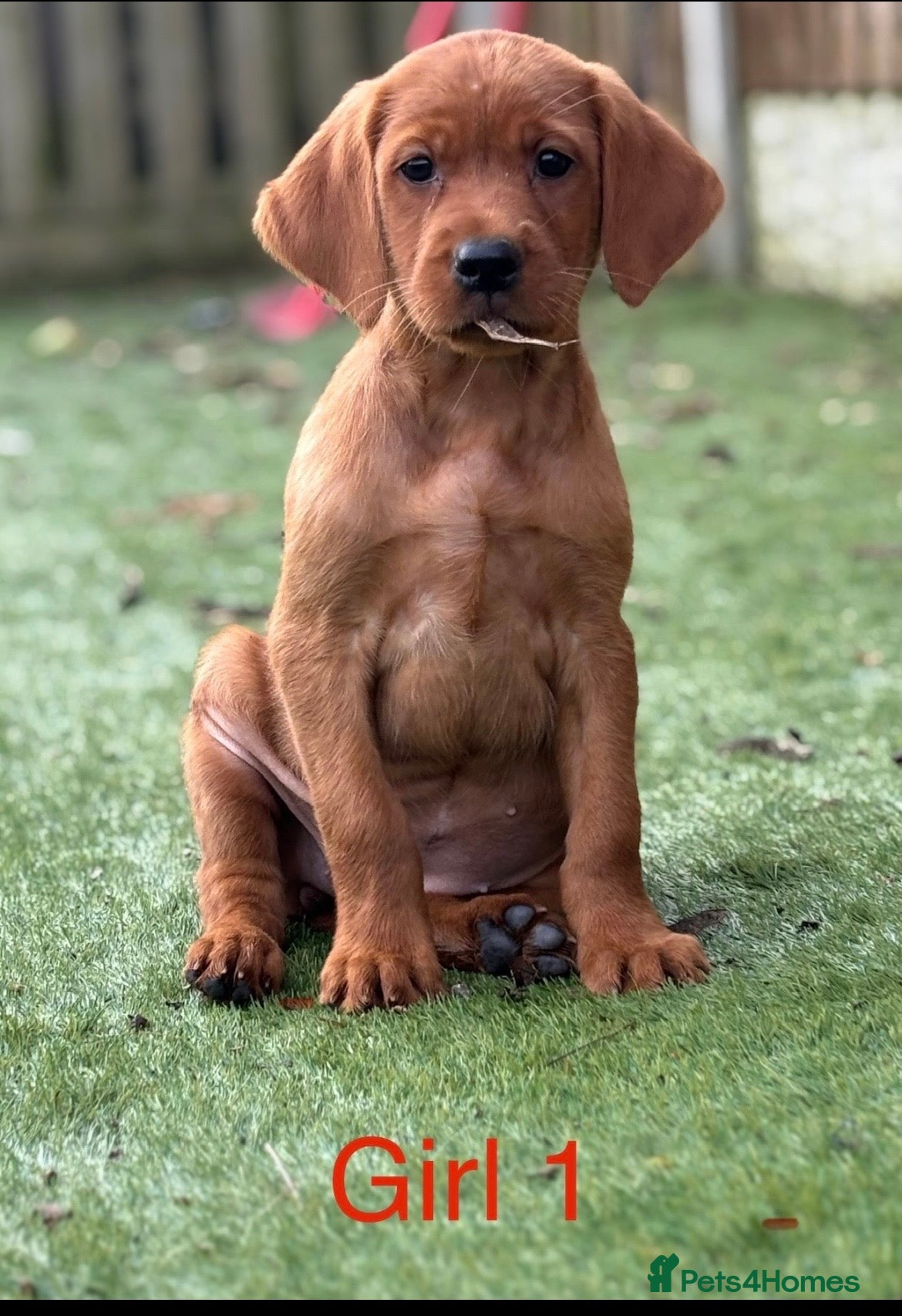 Mixed Breed dogs Beautiful Irish Setter x Labrador Puppies 🐾 - Advert 1