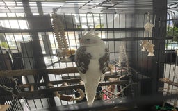 Cockatiels birds for sale: Stunning show worthy cockatiel for sale - Image 6