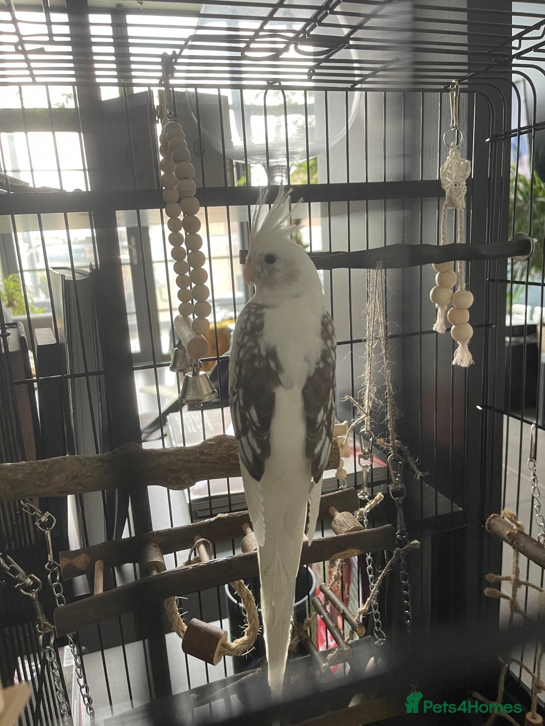 Cockatiels birds for sale: Stunning show worthy cockatiel for sale - Image 6