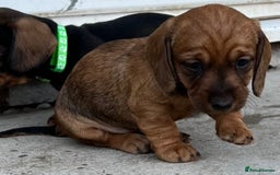 Dachshund dogs for sale: Wire Haired Teckels - Image 13