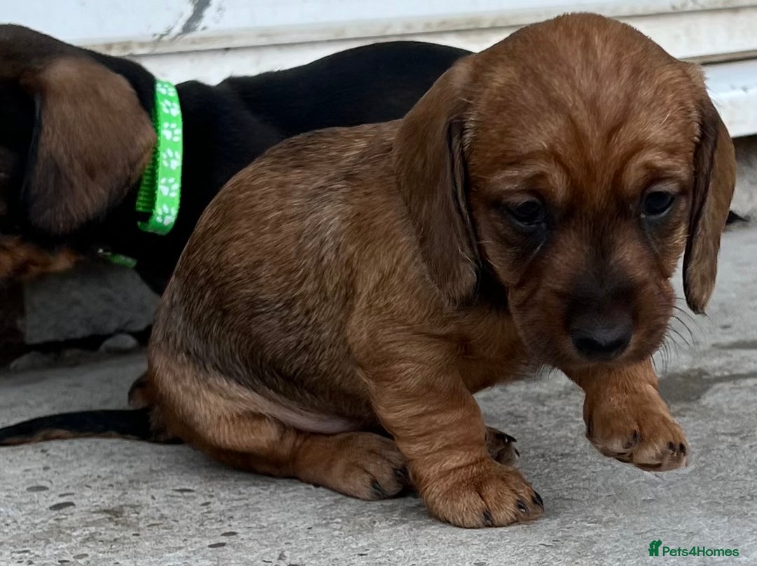 Dachshund dogs for sale: Wire Haired Teckels - Image 13