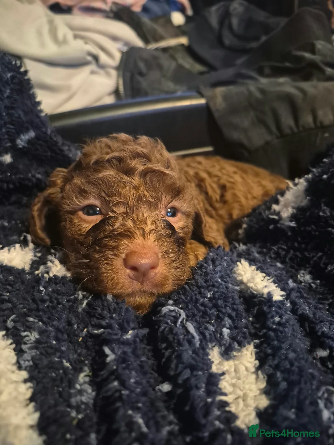 Mixed Breed dogs for sale: Gorgeous jackapoo x puppies  - Advert 19