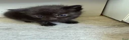 Domestic Shorthair cats for sale: 6 beautiful kittens  - Advert 13
