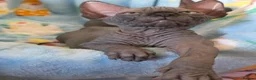 Sphynx cats for sale: ✨ Exceptional Sphynx Kittens Available ✨ - Advert 11