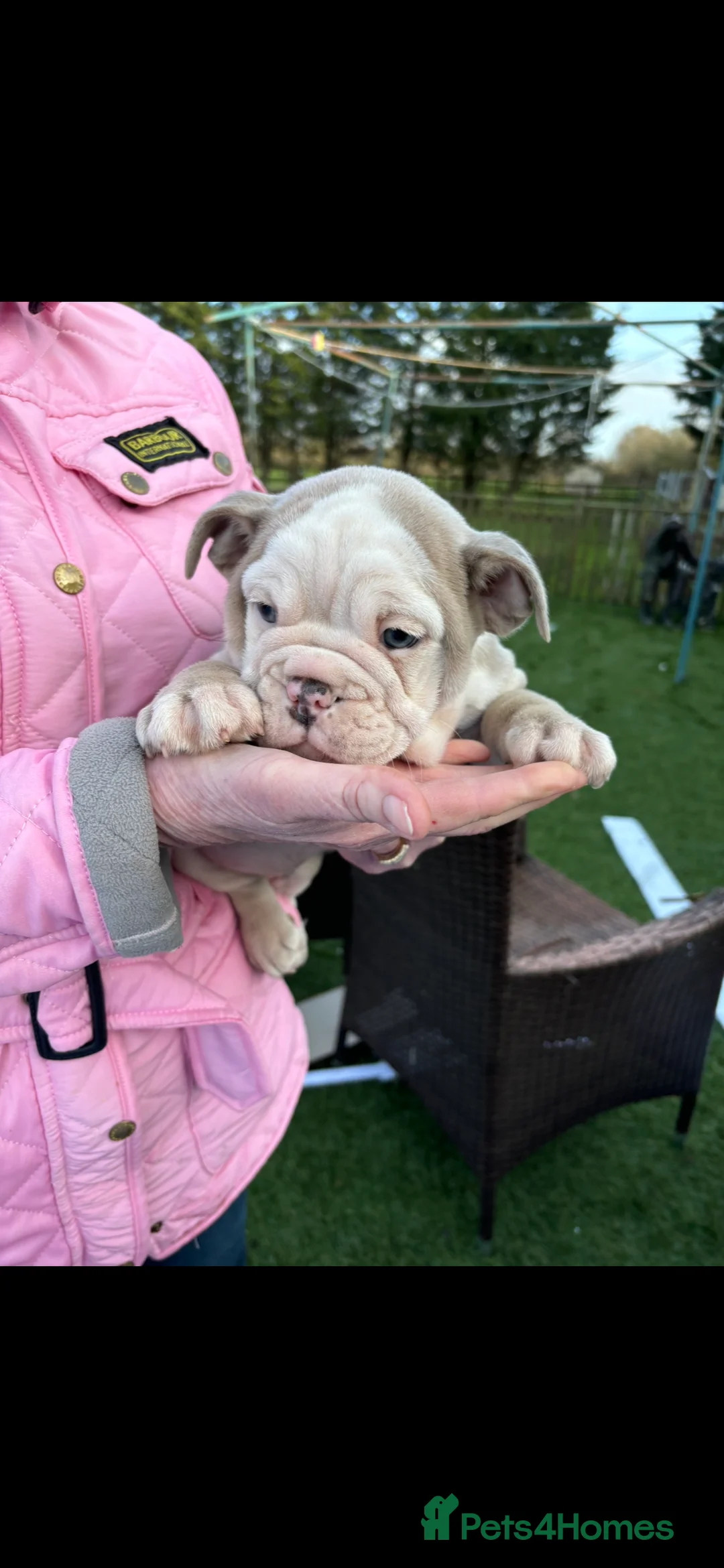 English Bulldog dogs for sale: English bulldog  - Advert 13