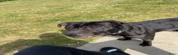 American Bull Staffy dogs for stud: PROVEN AMERICAN STAFF STUD AVAILABLE - Advert 2