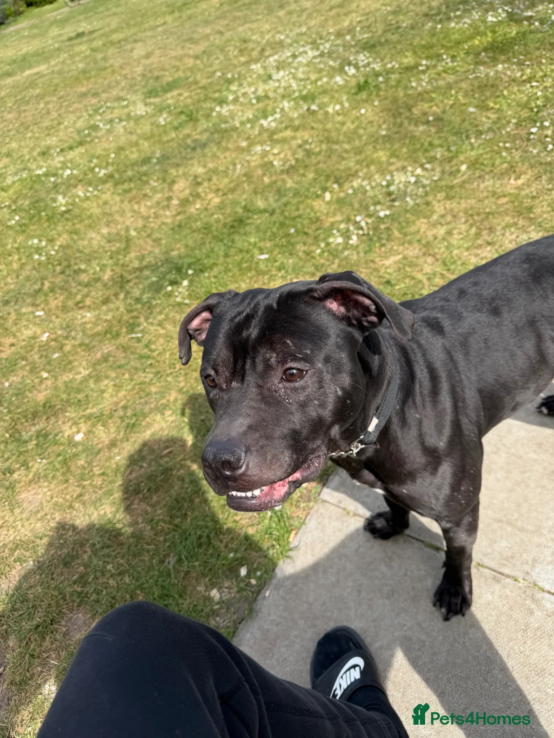American Bull Staffy dogs for stud: PROVEN AMERICAN STAFF STUD AVAILABLE - Advert 2