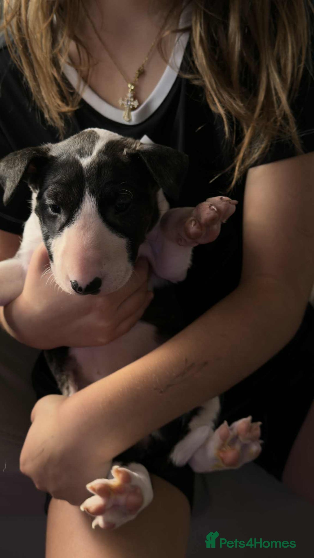 English Bull Terrier dogs for sale: Gorgeous English BullTerrier - Advert 6