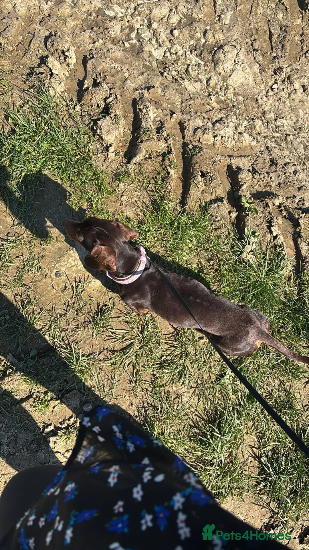 Dachshund dogs for sale: Dachshund Female  - Advert 3