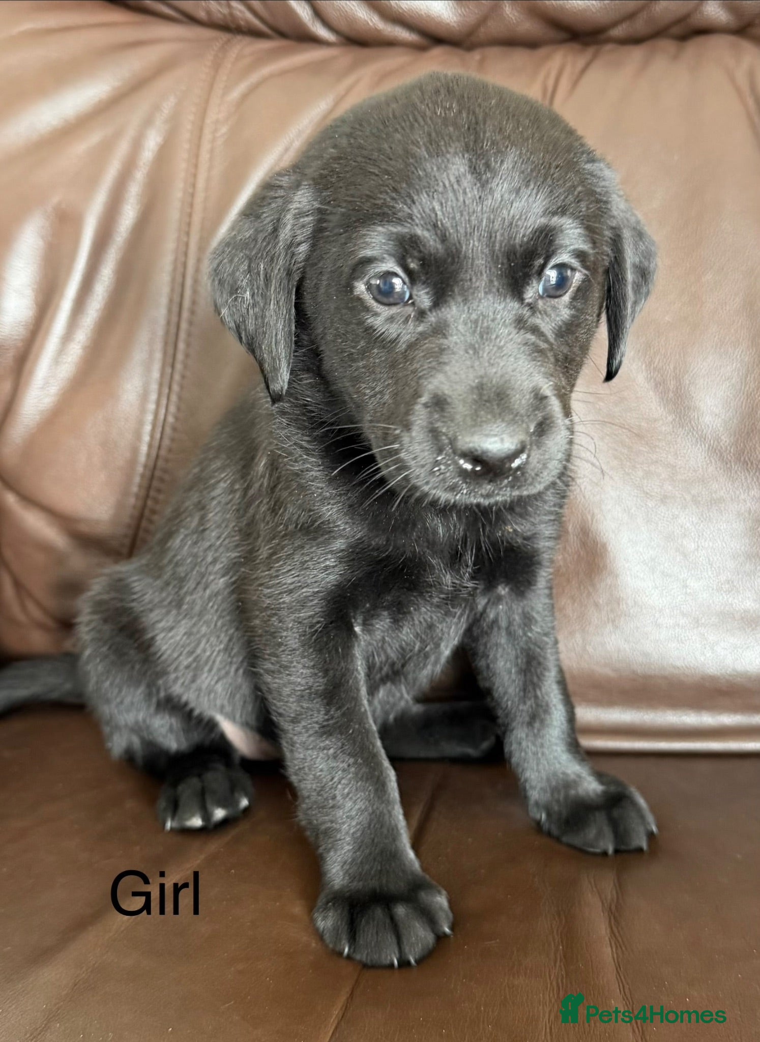 Labrador Retriever dogs Labrador puppies  - Advert 2