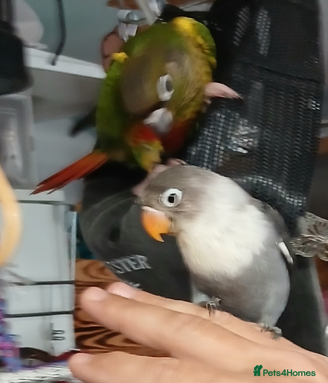 Lovebirds birds for sale: Fischers lovebirds handreared x2 - Image 22