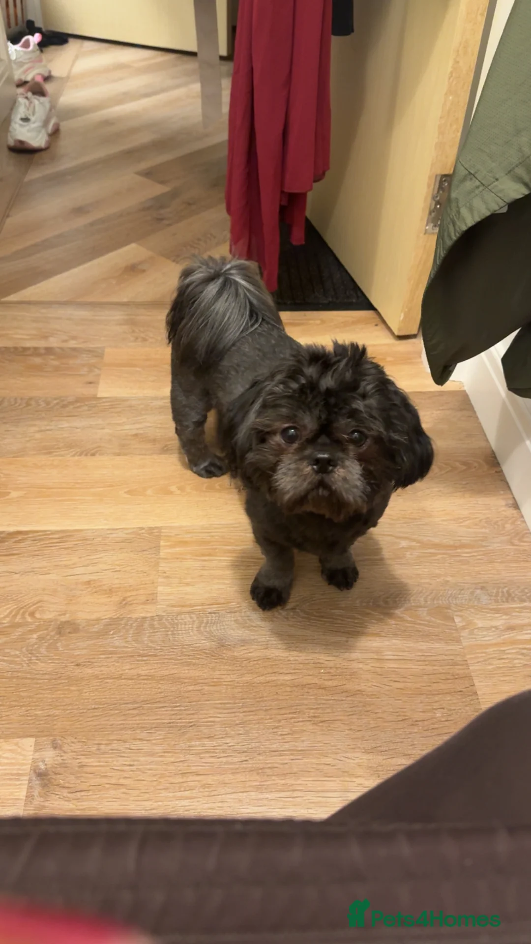 Shih Tzu dogs for stud: Stud dog only - half imperial shitzu  in Wigan - Advert 2