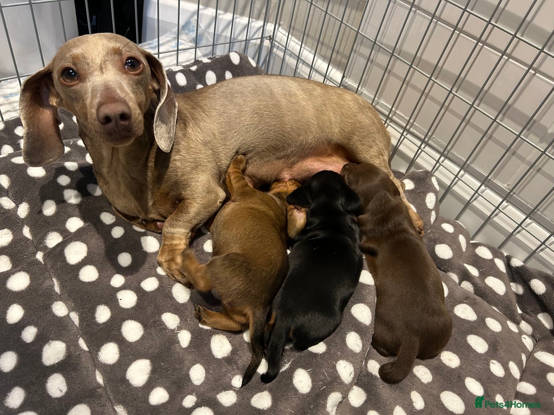 Miniature Dachshund dogs for sale: True miniature dachshund  - Image 2