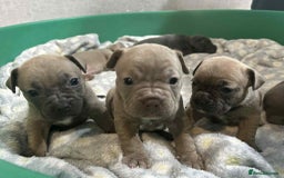 Mixed Breed dogs for sale: French Buldog in Liverpool - Image 23