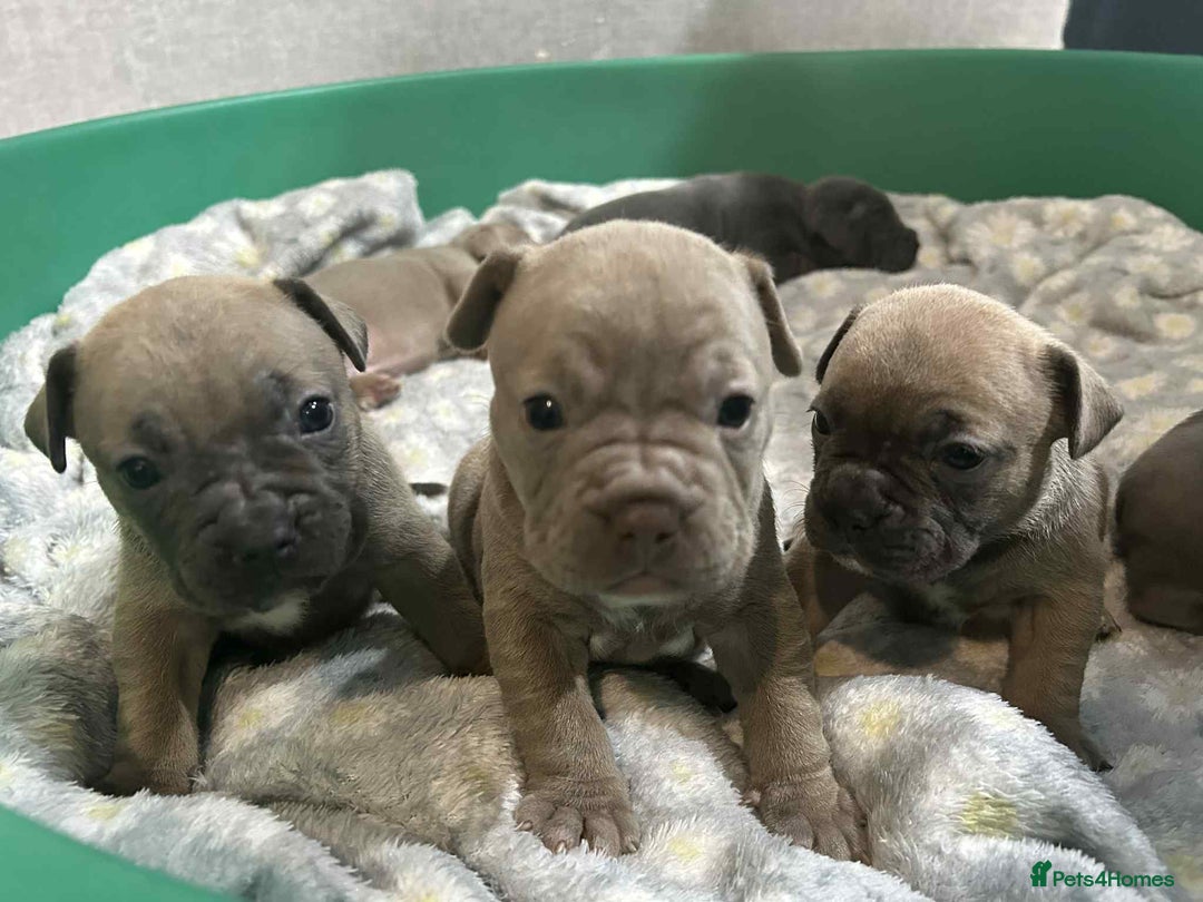 Mixed Breed dogs for sale: French Buldog in Liverpool - Image 23