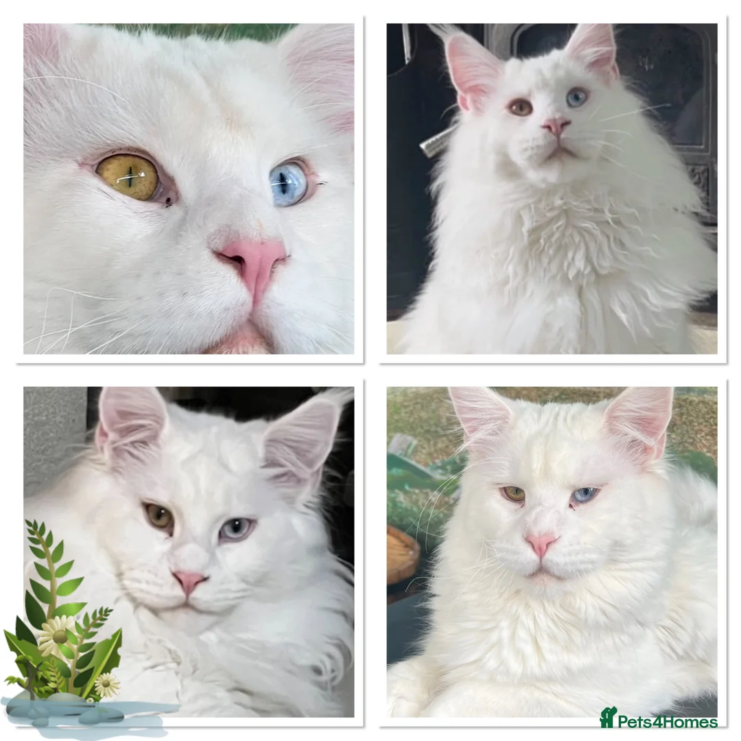 Maine Coon cats for stud: XL STUD AVAILABLE AND KITTENS in Brighouse - Advert 8