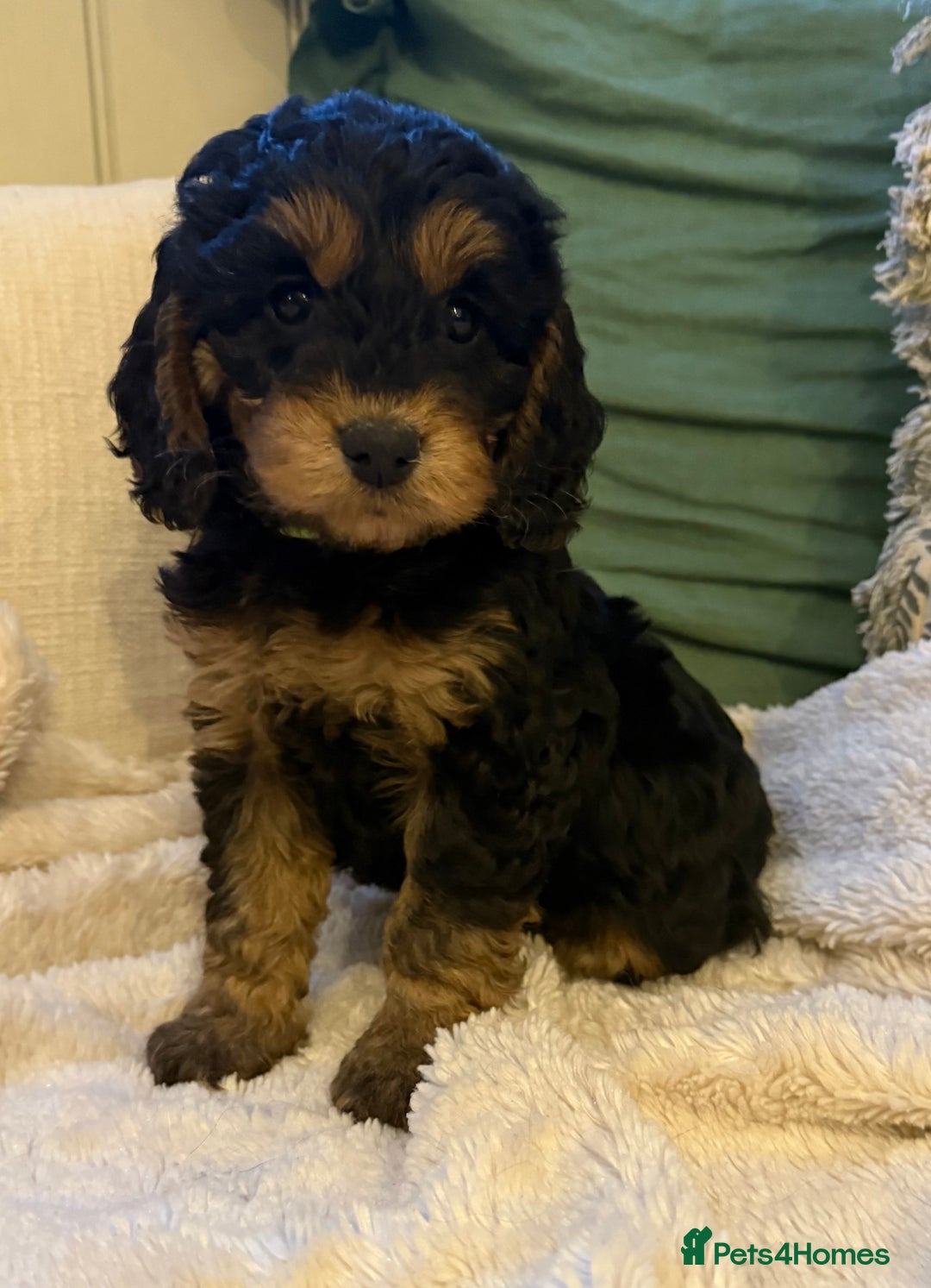 Cockapoo dogs for sale: Stunning litter of F1 Cockapoo Puppies  - Advert 3
