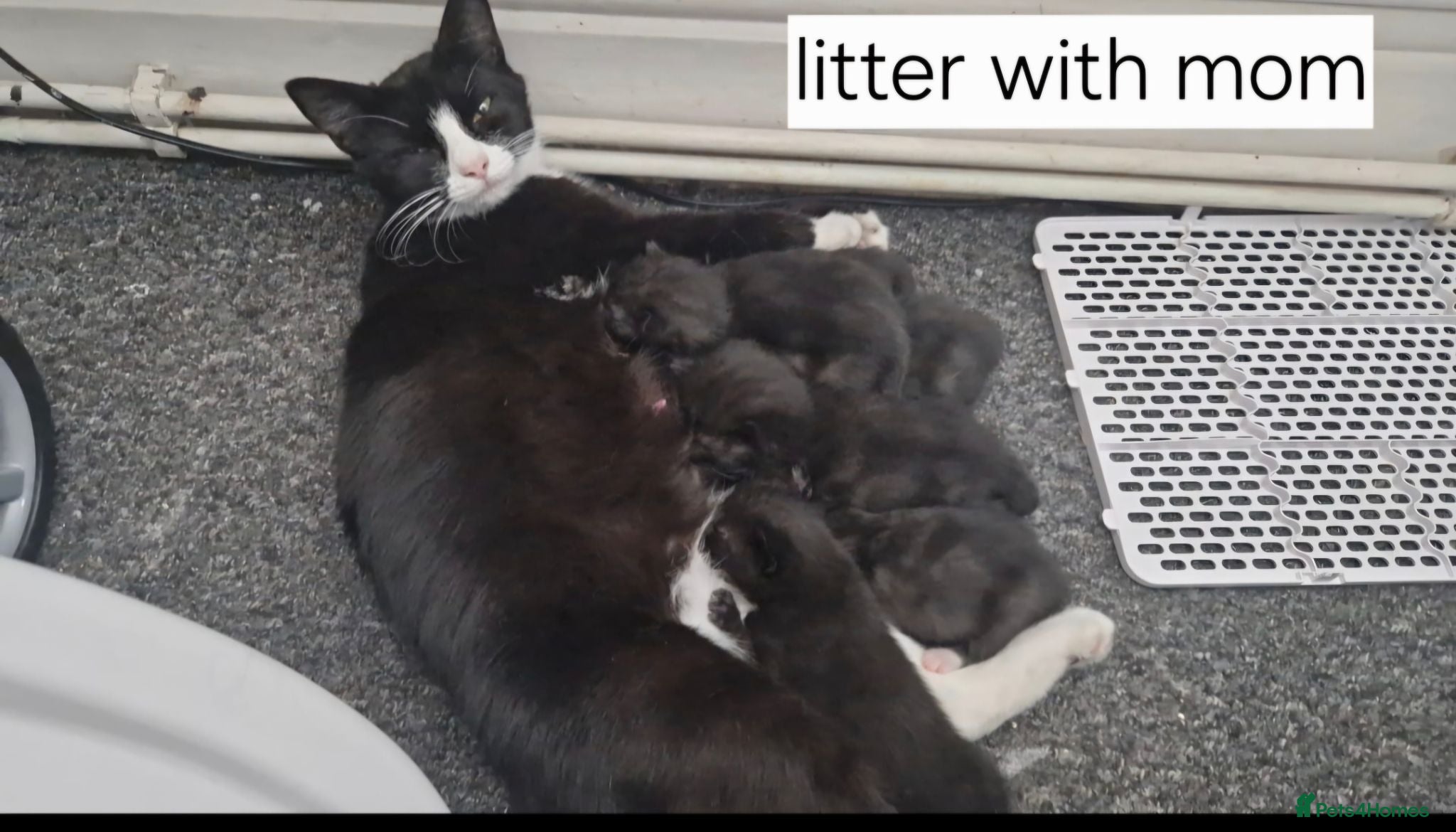 Mixed Breed cats Mixed breed kittens  - Advert 2