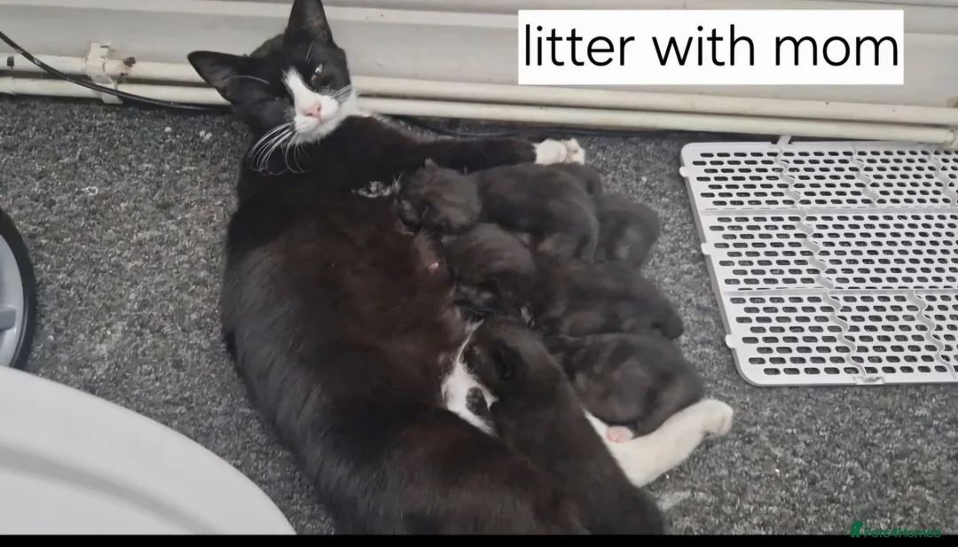 Mixed Breed cats for sale: Mixed breed kittens  in Swadlincote - Advert 1