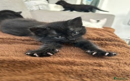 Ragdoll cats for sale: Ragdoll x Russian white kittens  - Image 10
