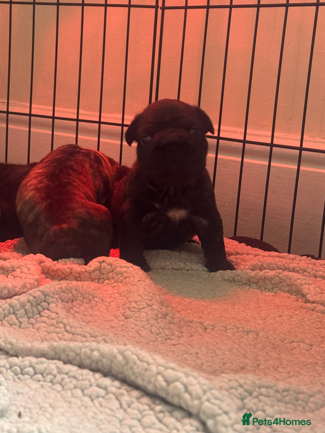 French Bulldog dogs for sale: Beautiful fluffy/wirehair frenchie pups  - Advert 2