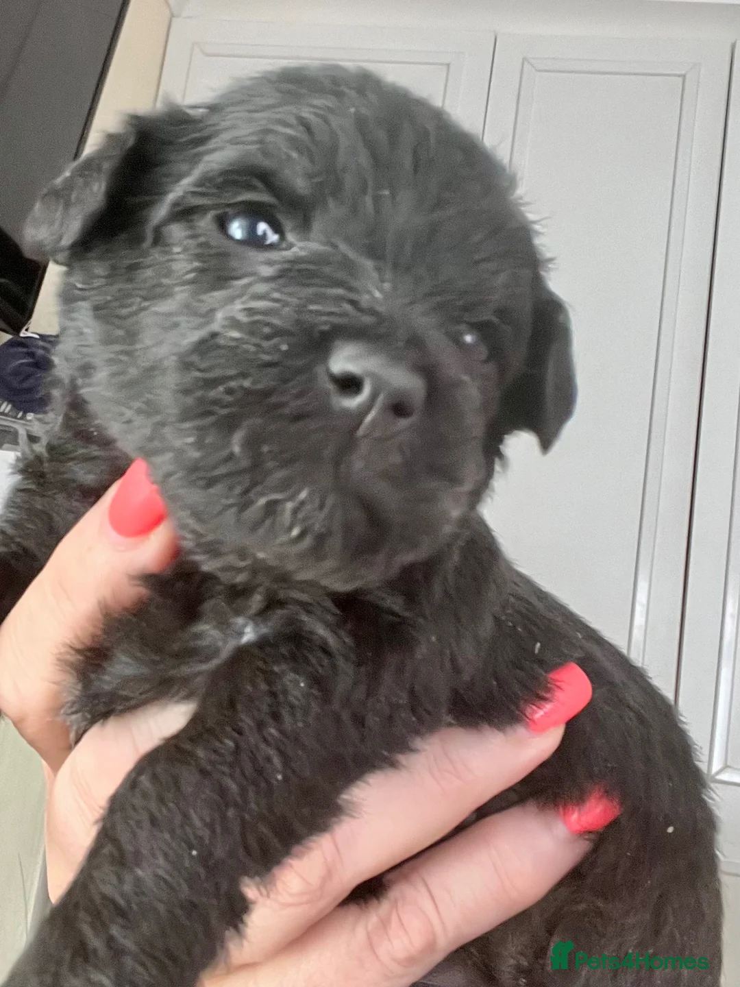 Cavapoo dogs for sale: 🐶🐾Cavaschnauzer🐾🐶Adorable Pups🐾🐶 - Advert 34