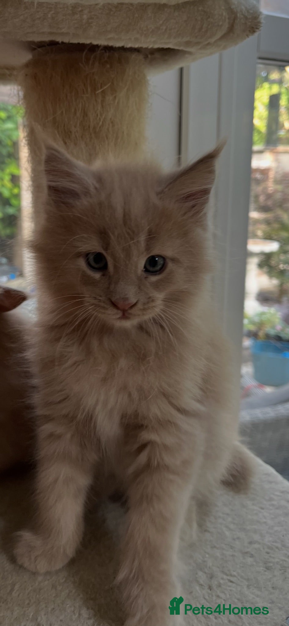 Maine Coon cats Full pedigree European Maine coons - Advert 10