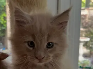 Maine Coon cats Full pedigree European Maine coons - Advert 10