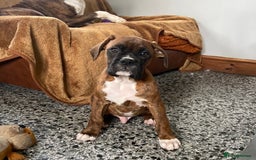 Boxer dogs for sale: Beautiful Boxer puppies - Image 2