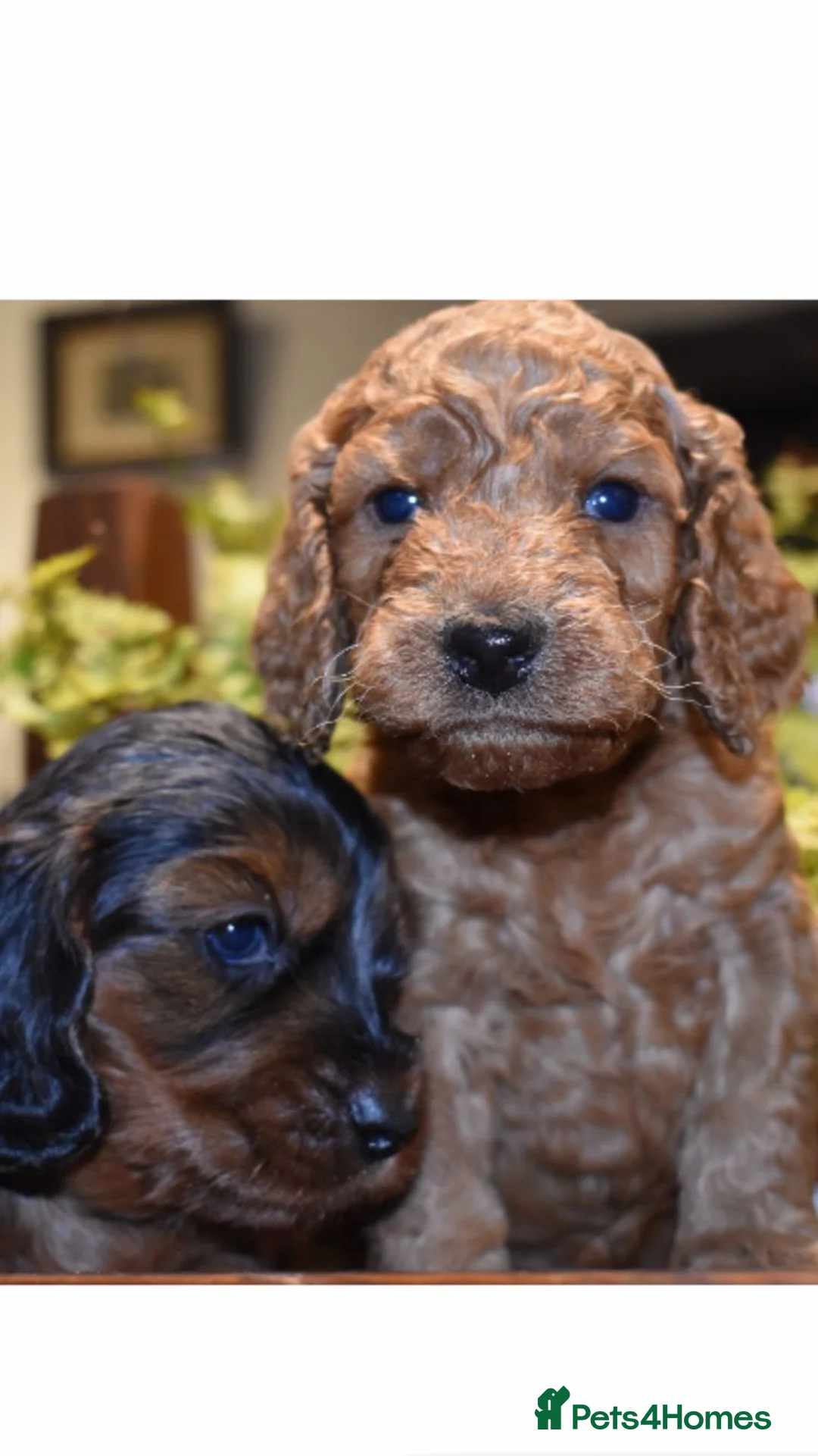 Cockapoo dogs for stud: Stunning Sable F1 Cockapoo DNA health tested clear in Cannock - Advert 25